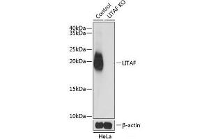 Western blot analysis of extracts from normal (control) and LITAF knockout (KO) HeLa cells using LITAF Polyclonal Antibody at dilution of 1:1000. (LITAF anticorps)