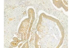 anti-Reelin (RELN) (N-Term) antibody