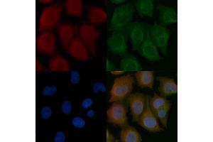MURC Mouse Monoclonal Antibody staining Hela cells by IF/ICC. (MURC anticorps)