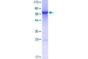 Image no. 1 for Family with Sequence Similarity 45, Member A (FAM45A) (AA 1-357) protein (GST tag) (ABIN1353545)