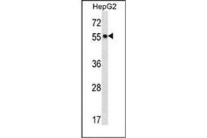 Western blot analysis of POFUT2 Antibody (Center) in HepG2 cell line lysates (35ug/lane). (POFUT2 anticorps  (Middle Region))