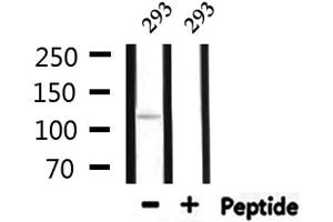 Western blot analysis of extracts from 293, using SDCG1 Antibody. (NEMF anticorps  (C-Term))