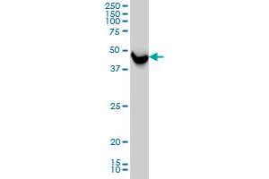 SHMT1 monoclonal antibody (M01), clone 4F9 Western Blot analysis of SHMT1 expression in HeLa .