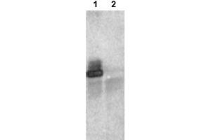 Image no. 2 for anti-Ring Finger Protein 25 (RNF25) (C-Term) antibody (ABIN401373) (RNF25 anticorps  (C-Term))