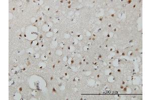 anti-Upstream Transcription Factor 2, C-Fos Interacting (USF2) (AA 1-100) antibody