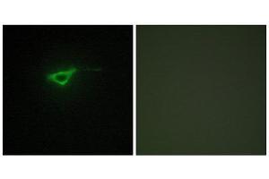 Immunofluorescence (IF) image for anti-Collagen, Type X, alpha 1 (COL10A1) (C-Term) antibody (ABIN1850314)