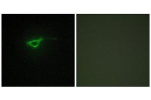 Immunofluorescence (IF) image for anti-Collagen, Type X, alpha 1 (COL10A1) (C-Term) antibody (ABIN1850314) (COL10A1 anticorps  (C-Term))