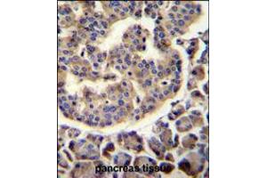 TRIM72 Antibody immunohistochemistry analysis in formalin fixed and paraffin embedded human pancreas tissue followed by peroxidase conjugation of the secondary antibody and DAB staining.