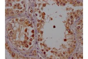 IHC image of ABIN7127446 diluted at 1:100 and staining in paraffin-embedded human testis tissue performed on a Leica BondTM system.