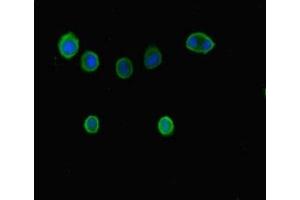 Immunofluorescent analysis of MCF-7 cells using ABIN7145816 at dilution of 1:100 and Alexa Fluor 488-congugated AffiniPure Goat Anti-Rabbit IgG(H+L) (BRD7 anticorps  (AA 601-651))