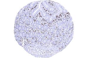 Duodenum mucosa A strong AIF1 positivity is seen in mucosal macrophages of the duodenum