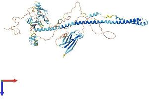 AlphaFold protein structure predicition of Human Recombinant TRIM42 Protein, UniprotID Q8IWZ5