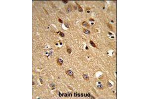 Formalin-fixed and paraffin-embedded human brain reacted with PISD Antibody , which was peroxidase-conjugated to the secondary antibody, followed by DAB staining. (PISD anticorps  (AA 223-250))