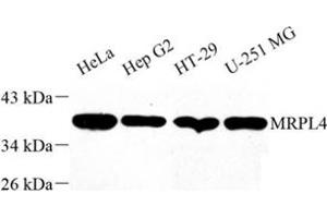 Western blot analysis of MRPL4 (ABIN7074645) at dilution of 1: 1000 (MRPL4 anticorps)