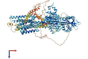 AlphaFold protein structure predicition of Mouse Recombinant Atp2b2 Protein, UniprotID Q9R0K7
