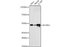Western blot analysis of extracts of various cell lines, using IL13R antibody (ABIN7267986) at 1:1000 dilution. (IL13 Receptor alpha 1 anticorps)