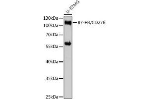 Western blot analysis of extracts of U-87MG cells, using CD276/B7-H3 antibody (ABIN7266182) at 1:3000 dilution. (CD276 anticorps  (AA 100-200))