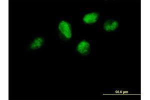 Immunofluorescence of purified MaxPab antibody to TCEB3 on HeLa cell. (TCEB3 anticorps  (AA 1-772))