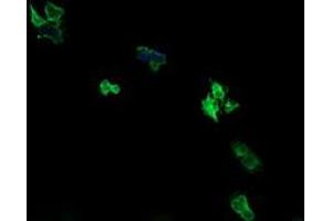 Image no. 2 for anti-Armadillo Repeat Containing 1 (ARMC1) antibody (ABIN1496724) (ARMC1 anticorps)