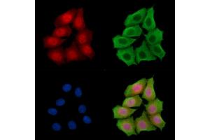 ABIN7095393 and ABIN7099450 staining HepG2 cells by IF/ICC. (FAM83G anticorps)