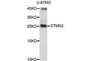 Western blot analysis of extracts of U-87MG cells, using STMN2 antibody (ABIN3049374). (STMN2 anticorps)