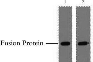 Western Blot analysis of 0. (GST-Tag anticorps)