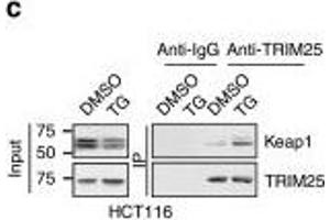 TRIM25 interacts and ubiquitinates Keap1. (TRIM25 anticorps  (AA 100-400))