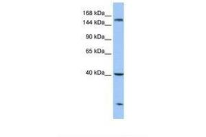 Image no. 1 for anti-Carboxypeptidase D (CPD) (AA 181-230) antibody (ABIN6738857) (CPD anticorps  (AA 181-230))