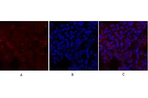 Immunofluorescence analysis of rat lung tissue.