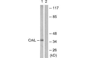 Western blot analysis of extracts from 293 cells, using CrkL (Ab-207) antibody (#B0067, Line 1 and 2). (CrkL anticorps  (Tyr207))