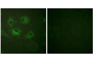 Immunofluorescence analysis of HuvEc cells, using Claudin 3 antibody (ABIN5976357).