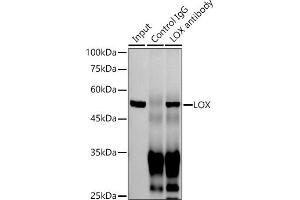 Immunoprecipitation analysis of 300 μg extracts of Jurkat cells using 3 μg LOX antibody (ABIN7268347).