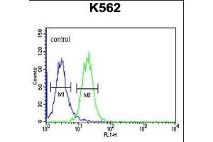 RHBG Antibody (C-term) (ABIN653937 and ABIN2843168) flow cytometric analysis of K562 cells (right histogram) compared to a negative control cell (left histogram). (RHBG anticorps  (C-Term))