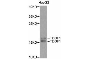Western blot analysis of extracts of HepG2 cells, using TDGF1 antibody. (TDGF1 anticorps)