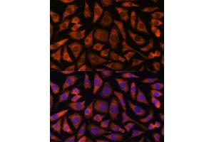 anti-Rab Geranylgeranyltransferase, alpha Subunit (RABGGTA) (AA 240-360) antibody