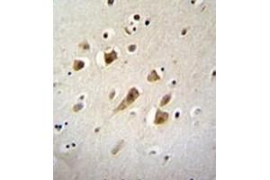 Formalin fixed, paraffin embedded human brain tissue stained NIPSNAP3B Antibody (C-term) Cat. (NIPSNAP3B anticorps  (C-Term))