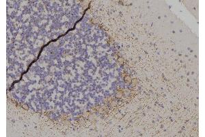 ABIN6267566 at 1/100 staining Rat brain tissue by IHC-P. (14-3-3 zeta anticorps  (pThr232))