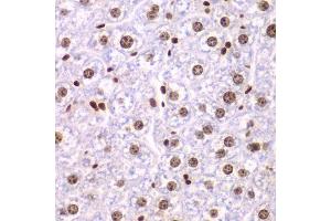 Immunohistochemistry of paraffin-embedded mouse liver using SSRP1 antibody. (SSRP1 anticorps  (AA 1-300))