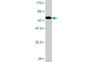 Western Blot detection against Immunogen (66. (beta Actin anticorps  (AA 1-375))