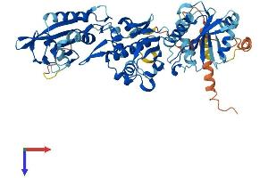 AlphaFold protein structure predicition of Human Recombinant SLFN12 Protein, UniprotID Q8IYM2