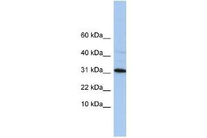 Western Blotting (WB) image for anti-Chromosome 9 Open Reading Frame 153 (C9orf153) antibody (ABIN2459746) (C9orf153 anticorps)