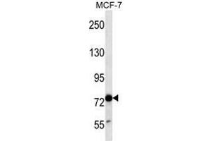 TLE4 Antibody (N-term) western blot analysis in MCF-7 cell line lysates (35 µg/lane). (TLE4 anticorps  (N-Term))