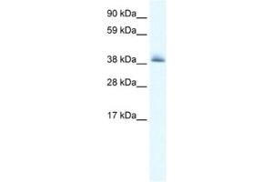 Western Blotting (WB) image for anti-Potassium Channel Tetramerisation Domain Containing 13 (KCTD13) antibody (ABIN2461164) (KCTD13 anticorps)
