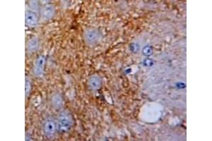 anti-Pleiotrophin (PTN) (AA 33-168) antibody