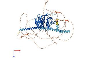 AlphaFold protein structure predicition of Mouse Recombinant Tle1 Protein, UniprotID Q62440