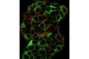 Immunofluorescence staining of paraformaldehyde-fixed MCF-7 cells with TFF1/pS2 Mouse Monoclonal Antibody (TFF1/2133) followed by goat anti-Mouse IgG-CF488 (Green).