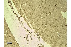 (ABIN185467) (8 μg/mL) staining of paraffin embedded Human Cortex.