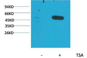 Western Blot (WB) analysis of extracts from HeLa cells, untreated (-) or treated with TSA (1muM, 18 hr+), using Acetyl- a-tubulin(Lys40) Mouse Monoclonal Antibody 1:2000. (alpha Tubulin anticorps  (acLys40))