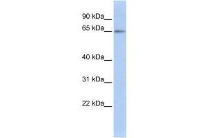 Western Blotting (WB) image for anti-Zinc Finger Protein 619 (ZNF619) antibody (ABIN2458226) (ZNF619 anticorps)