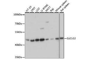 Western blot analysis of extracts of various cell lines, using SUCLG2 antibody. (SUCLG2 anticorps  (AA 50-300))